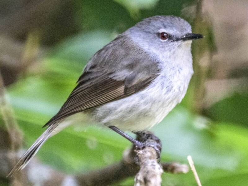 Gerigone de la Isla Norfolk, Fotos 4
