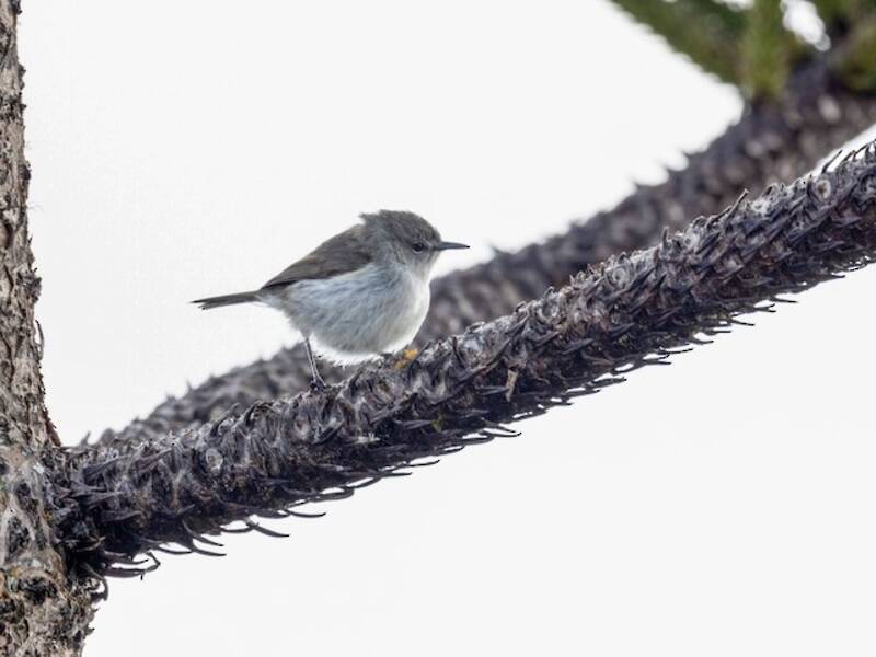 Norfolk-Gerygone