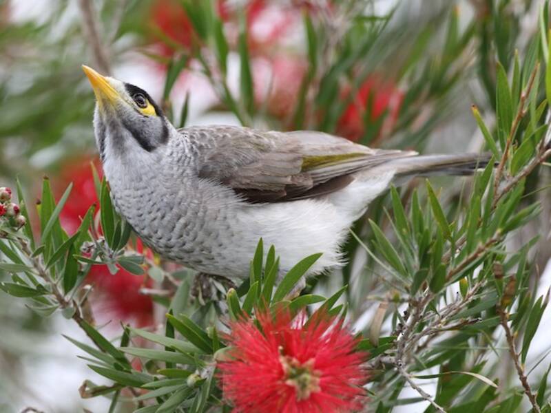 Noisy Miner (Manorina melanocephala)