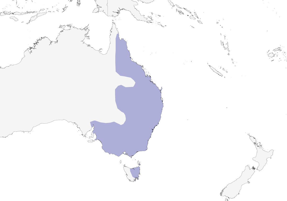 Minero ruidoso, Distribución 1