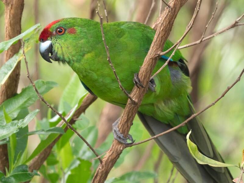 Norfolk Island Parakeet