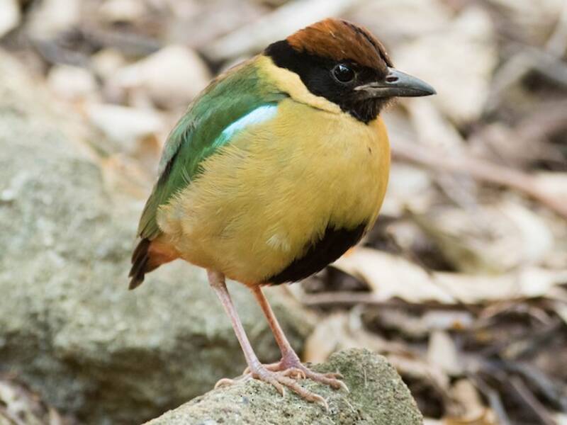 Noisy Pitta, 照片 4