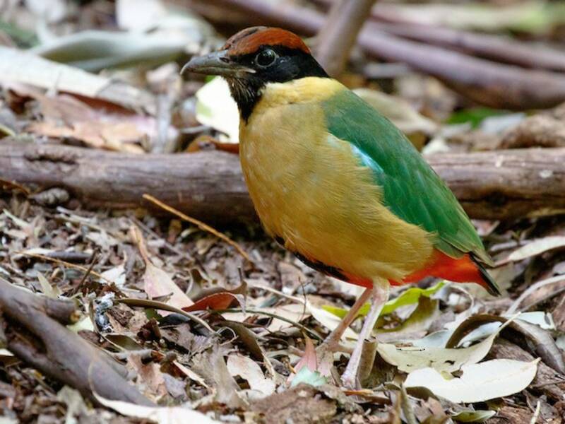 Noisy Pitta, 照片 3