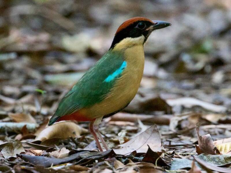Noisy Pitta, 照片 2