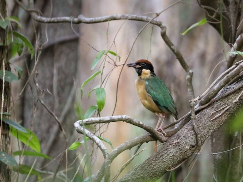 Noisy Pitta (Pitta versicolor)