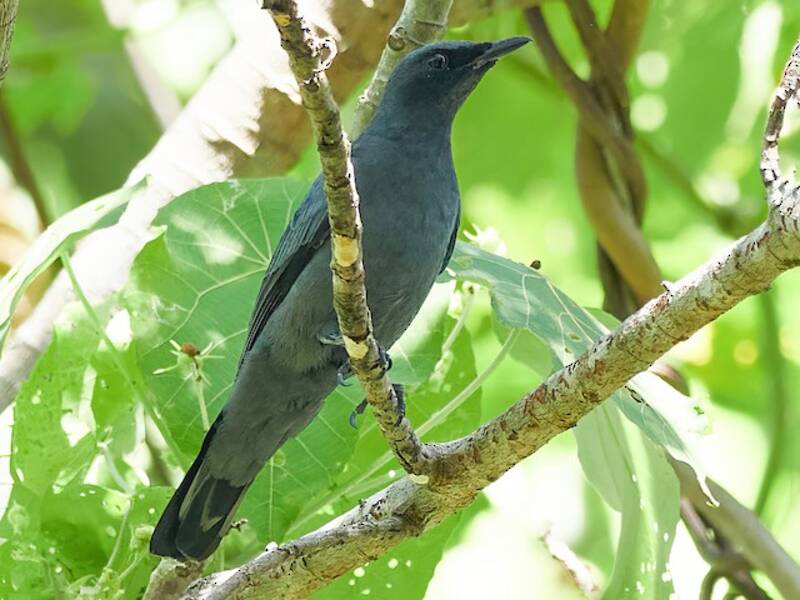 Cicadabird de las Molucas del Norte, Fotos 4