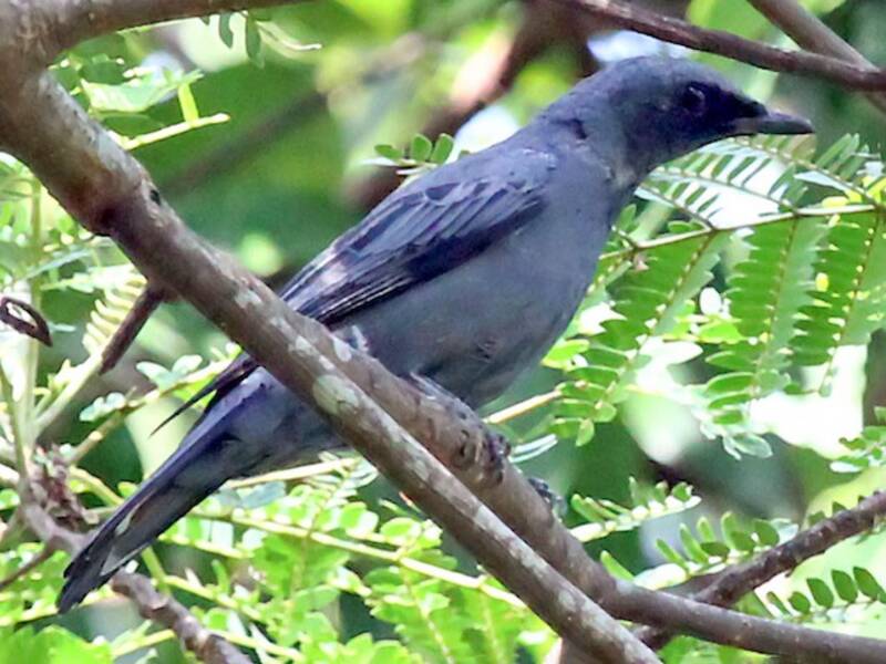 Cicadabird de las Molucas del Norte, Fotos 3