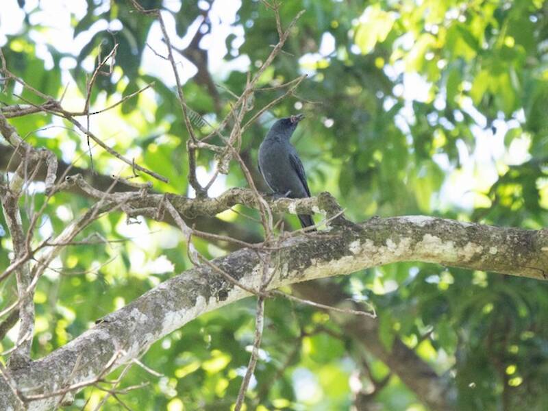 Cicadabird de las Molucas del Norte