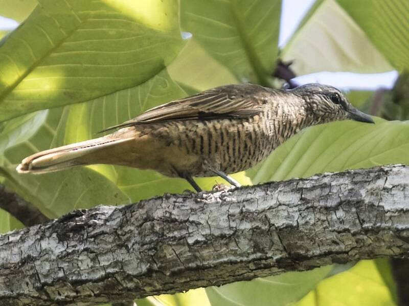 Cicadabird de las Molucas del Norte, Fotos 2