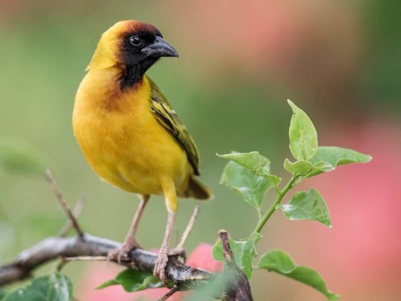 Northern Masked-Weaver