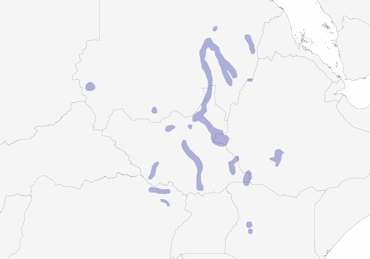 Tessitore mascherato settentrionale, Distribuzione 1