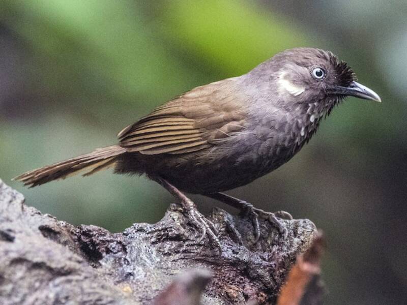 Nonggang Babbler