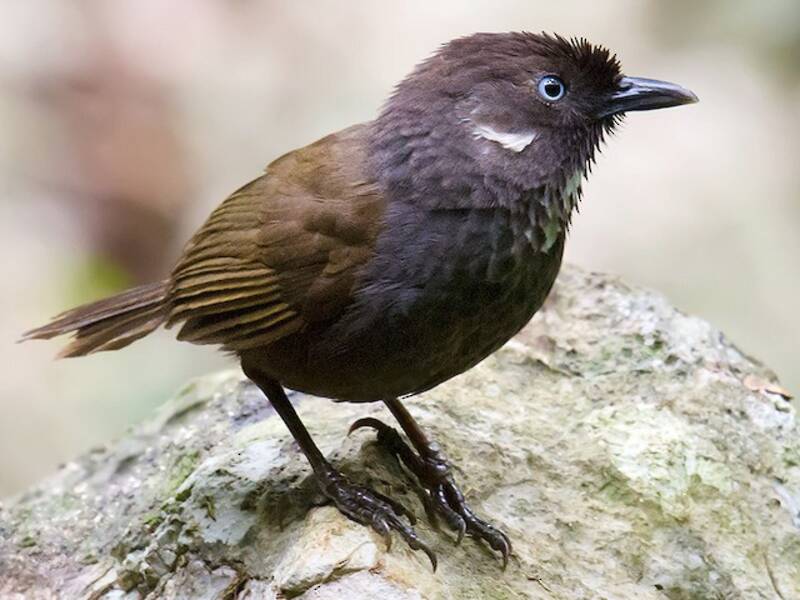 Nonggang Babbler, Photos 3