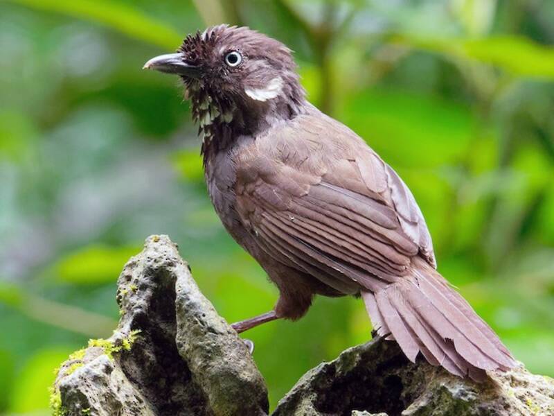 Nonggang Babbler, Photos 2
