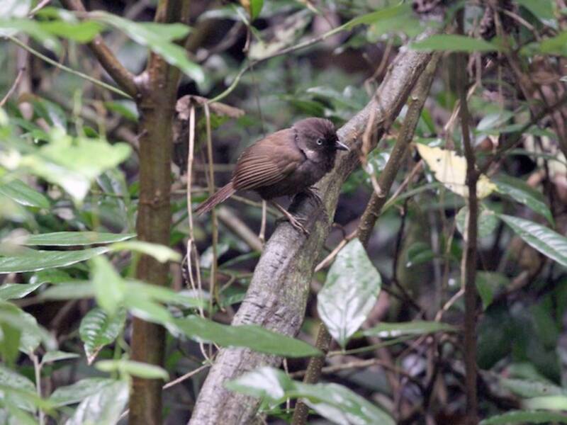 Nonggang Babbler, Photos 4