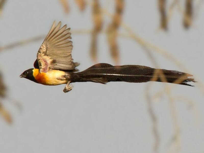 Vedova paradisiaca del Sahel, Foto 4