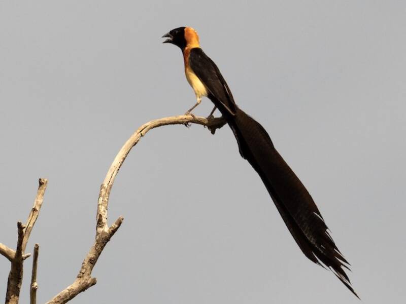 Vedova paradisiaca del Sahel, Foto 3