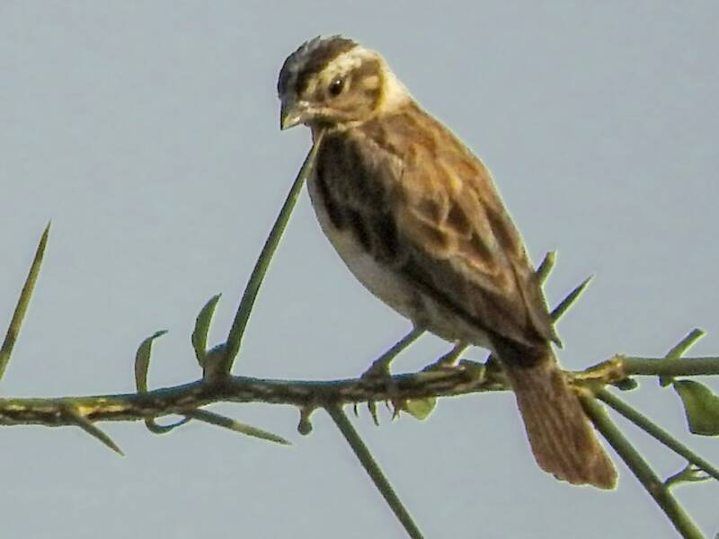 Sahel Paradise-Whydah