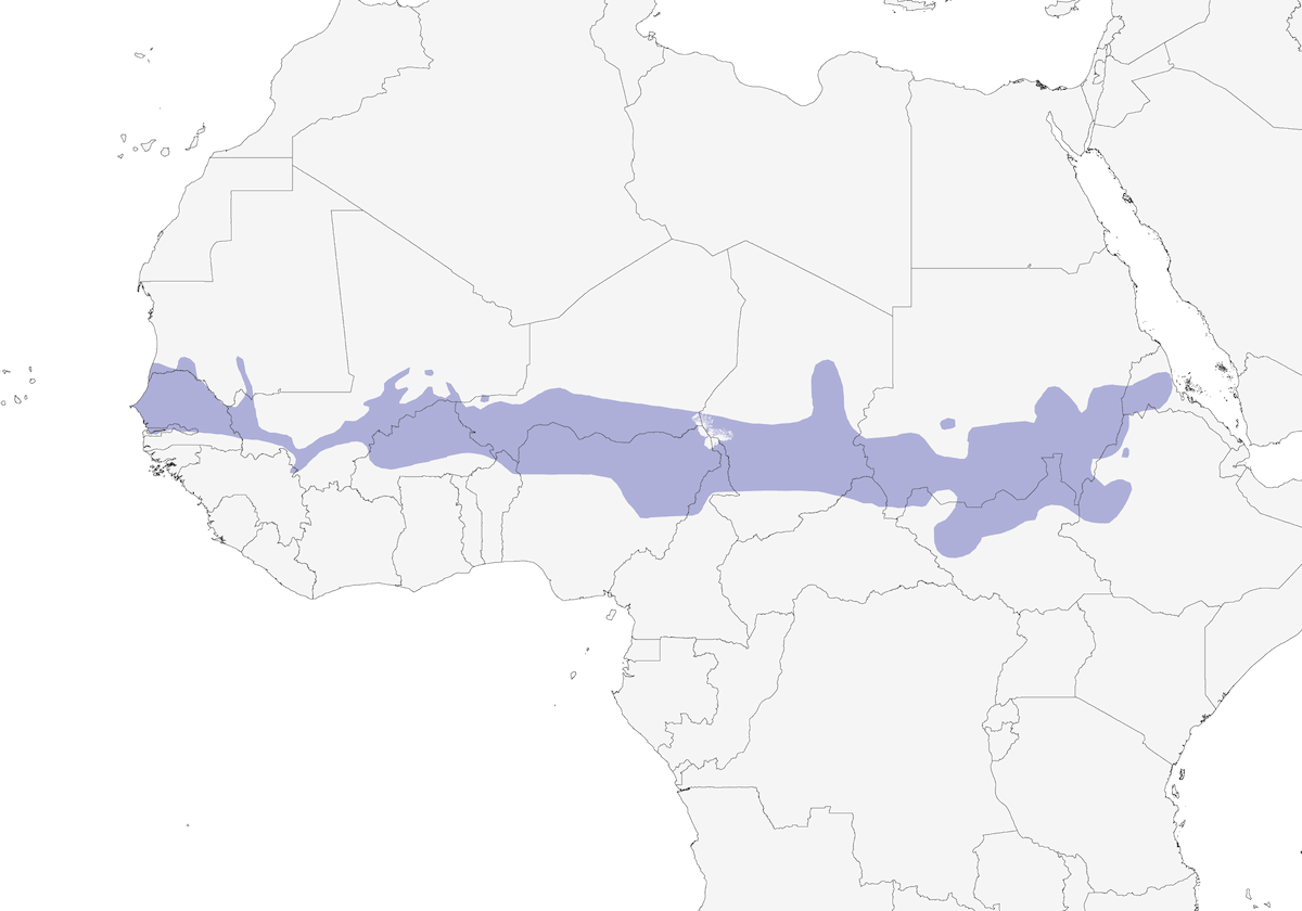 Vedova paradisiaca del Sahel, Distribuzione 1