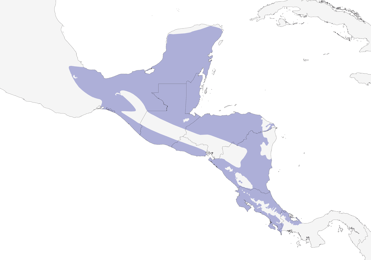 Piquicurvo Norteño, Distribución 1