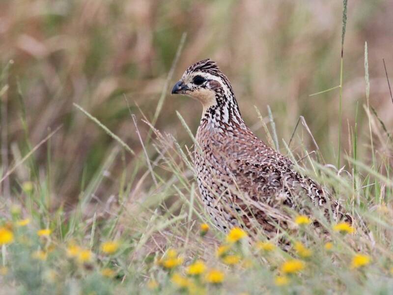 Northern Bobwhite (Colinus virginianus)