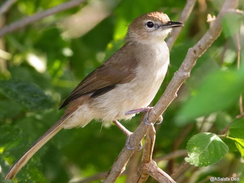 Bulbul strié, Photos 2