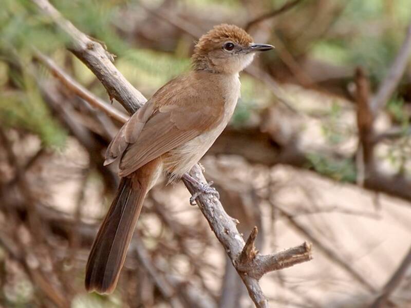 Bulbul strié, Photos 4