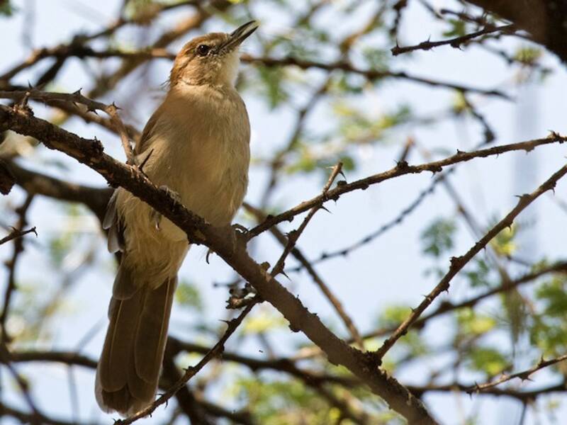 Bulbul strié, Photos 3