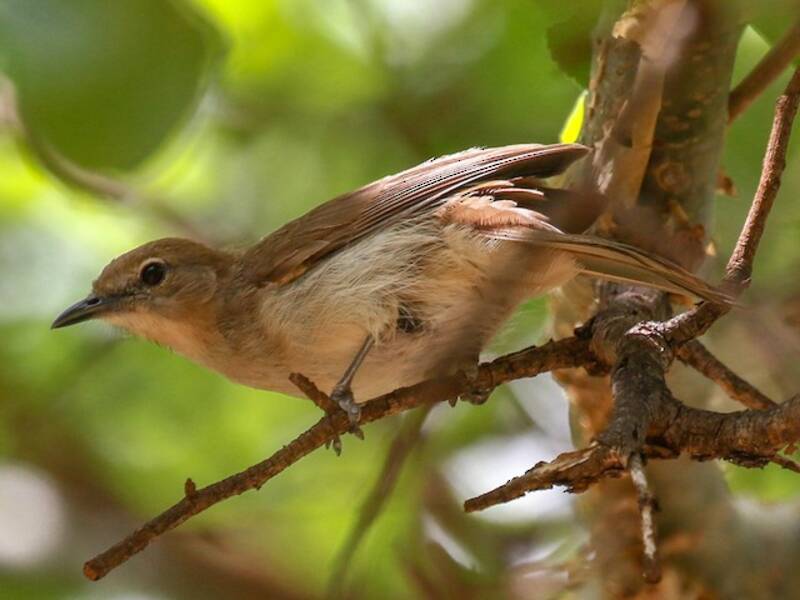 Bulbul strié