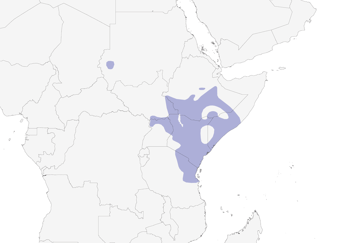 Bulbul strié, Distribution 1