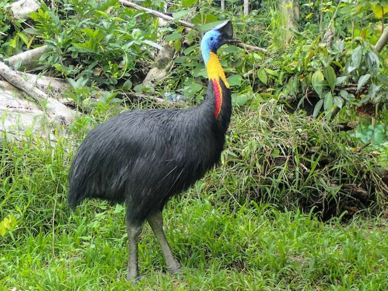 Northern Cassowary
