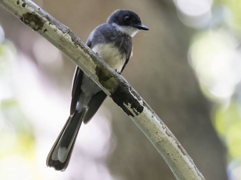 Northern Fantail, Photos 4