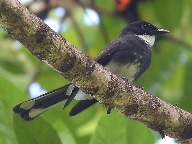 Northern Fantail, Photos 2