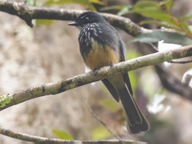 Northern Fantail