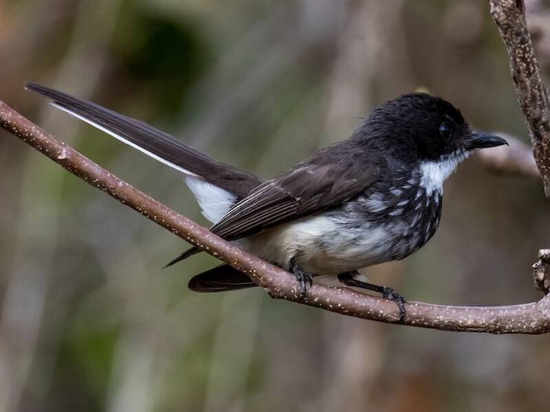 Northern Fantail, Photos 3