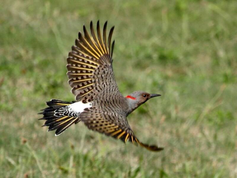 Northern Flicker, Photos 3