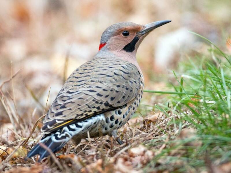 Northern Flicker, Photos 4