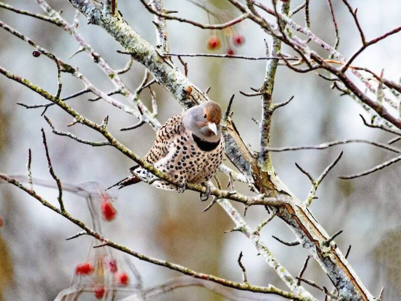 Northern Flicker, Photos 2