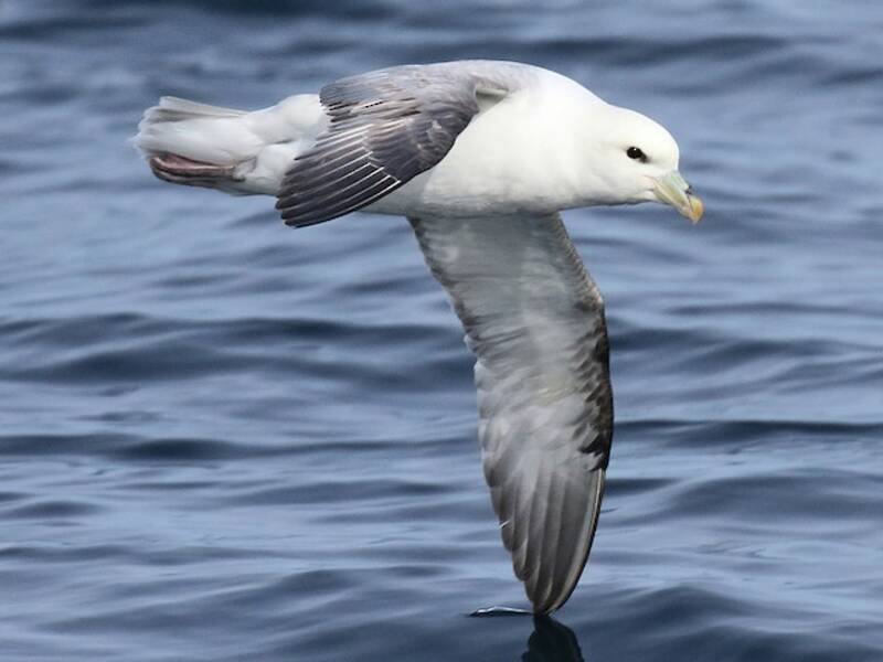 Eissturmvogel