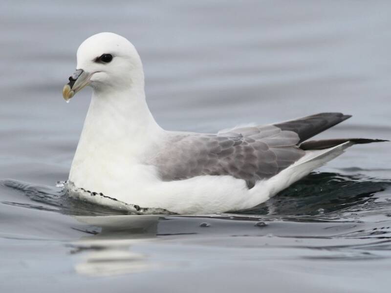 Eissturmvogel, Fotos 3