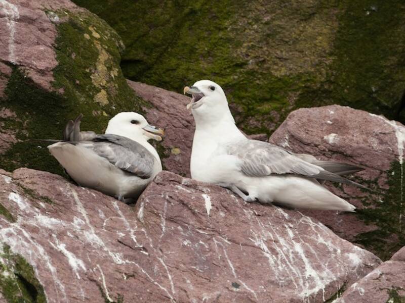 Eissturmvogel, Fotos 2
