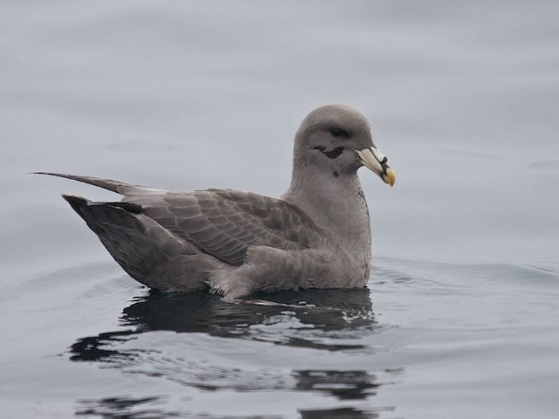 Eissturmvogel, Fotos 4