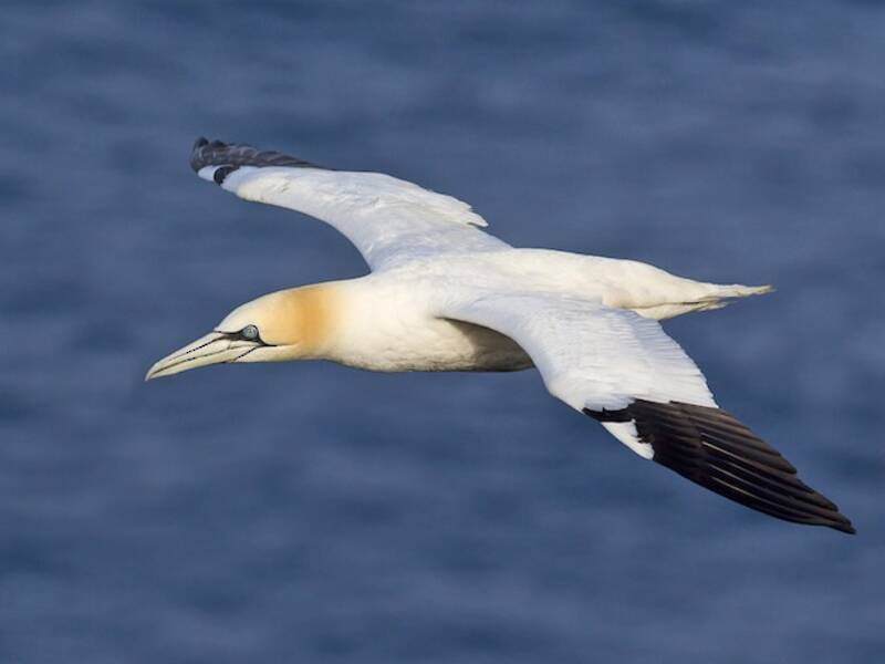 Northern Gannet, Photos 4