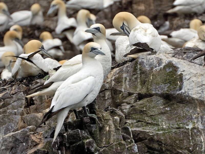 Northern Gannet, Photos 2