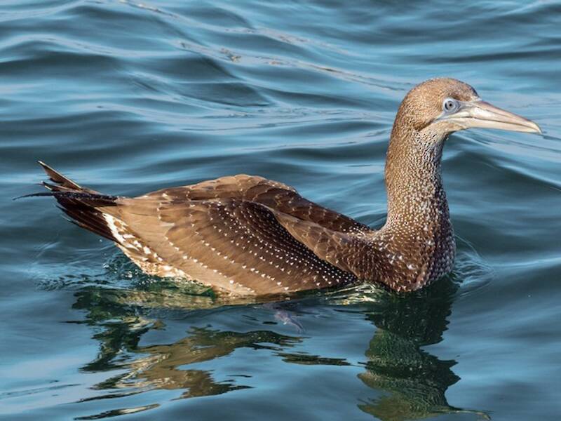 Northern Gannet (Morus bassanus)
