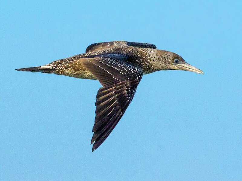 Northern Gannet, Photos 3