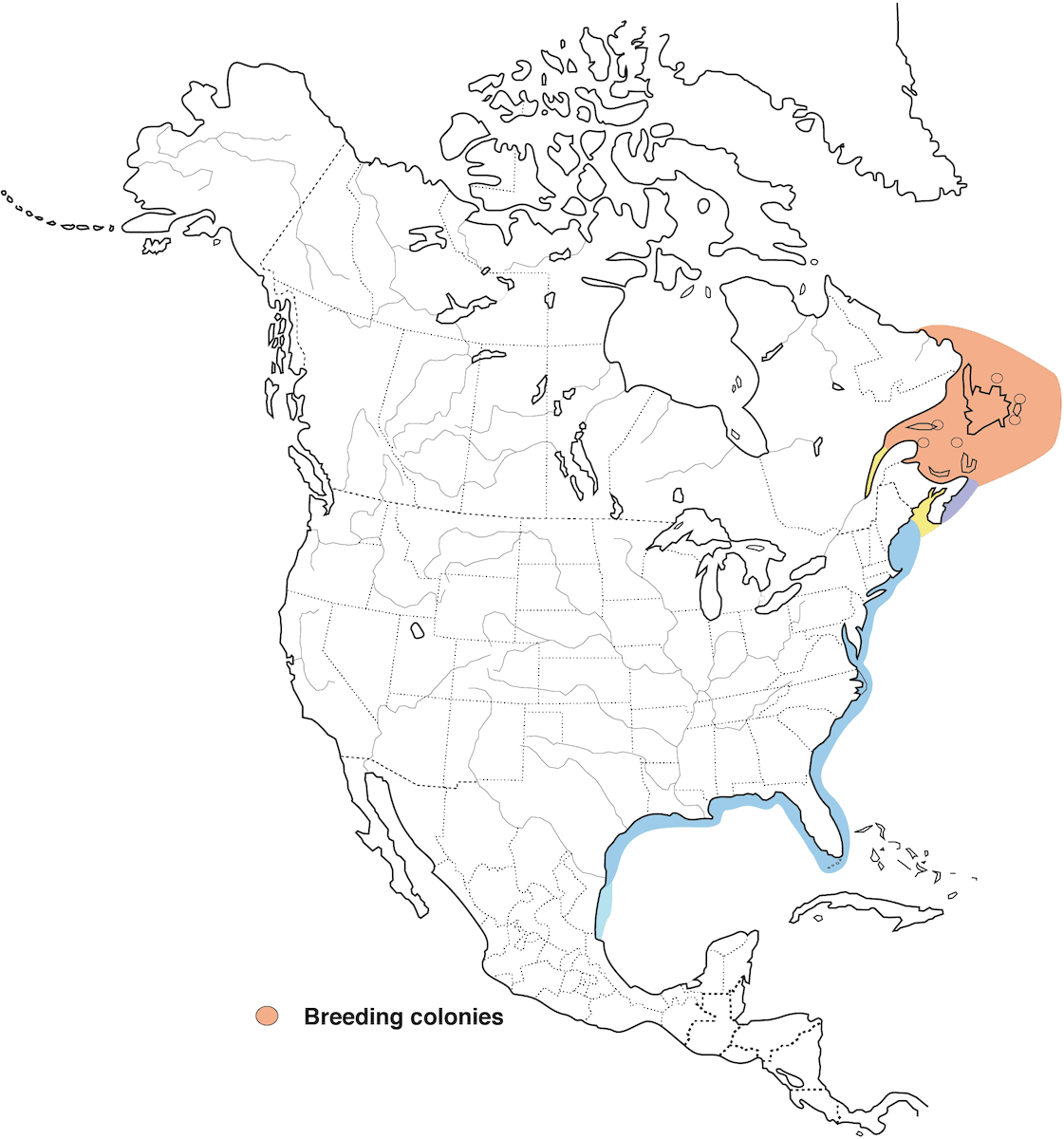 Northern Gannet, Distribution 1