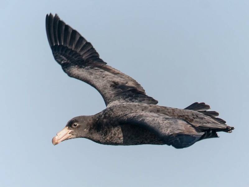 Northern Giant-Petrel (Macronectes halli)