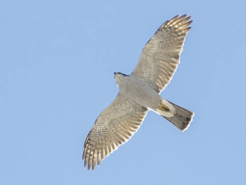 American Goshawk (Astur atricapillus)