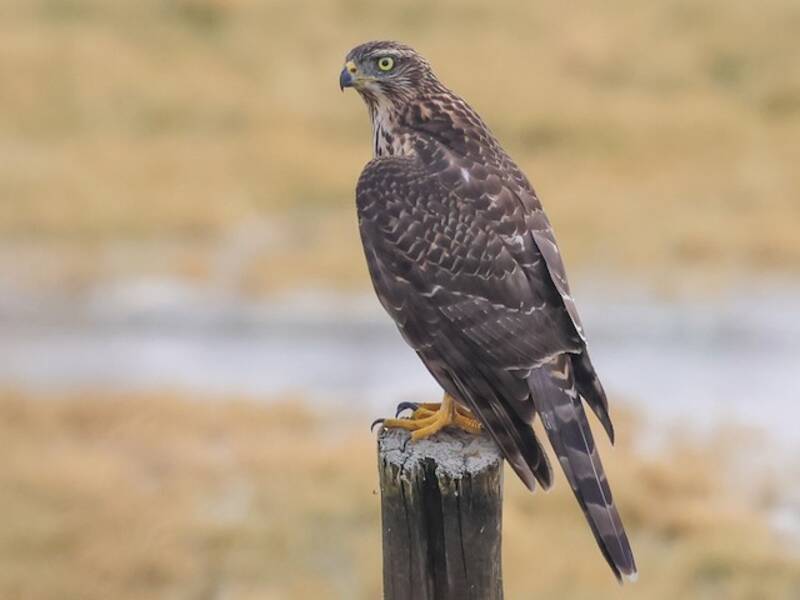 Eurasian Goshawk (Astur gentilis)